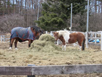 牧草を食べる馬