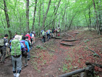 緑が多くなだらかな登山道