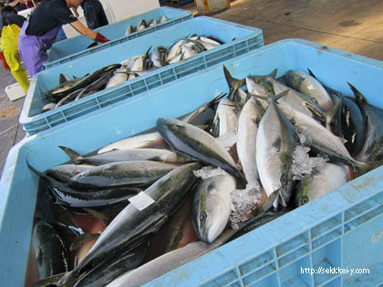 水揚げされた魚