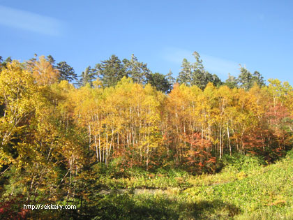 乗鞍の紅葉