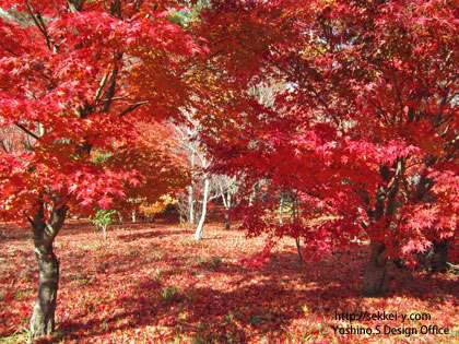 真っ赤になる紅葉