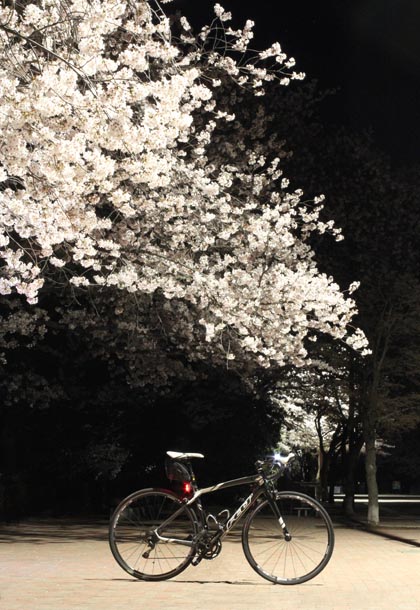 小瀬スポーツ公園の桜とロードバイク