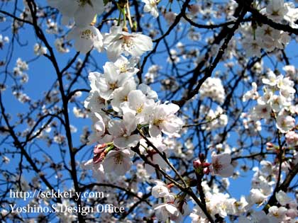 勤労青年センターの桜