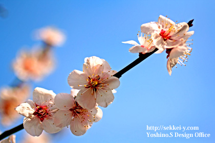 2013年3月17日　山梨県甲府市徳行の桜