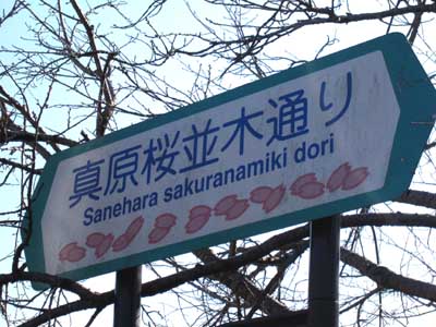 真原桜並木