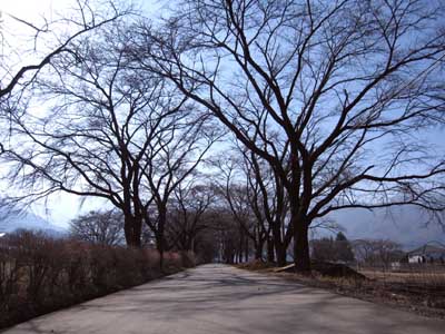 真原桜並木の桜