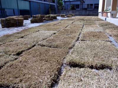 吉野聡建築設計室敷地内の芝張り4