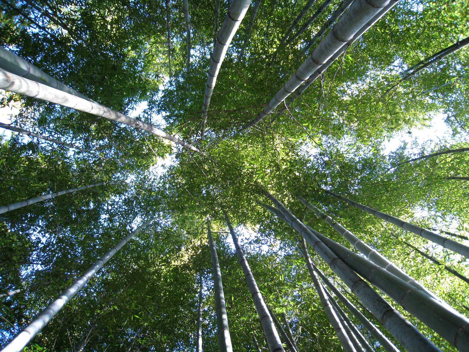 空に向かって真っ直ぐ伸びる竹