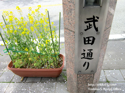 武田通りと菜の花