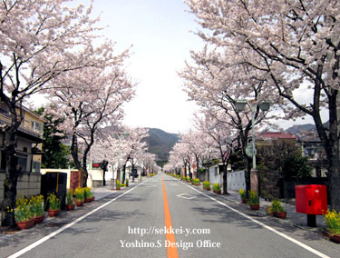 武田通りの桜