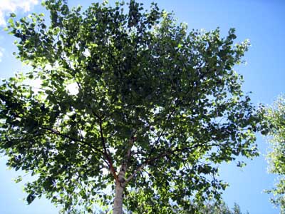 気持ちい清里の空