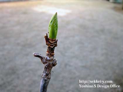アジサイの新芽